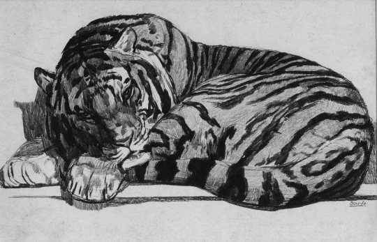 Paul JOUVE (1878-1973) - Tigre couché.