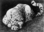 Paul JOUVE (1878-1973) - Snow leopard, 1907