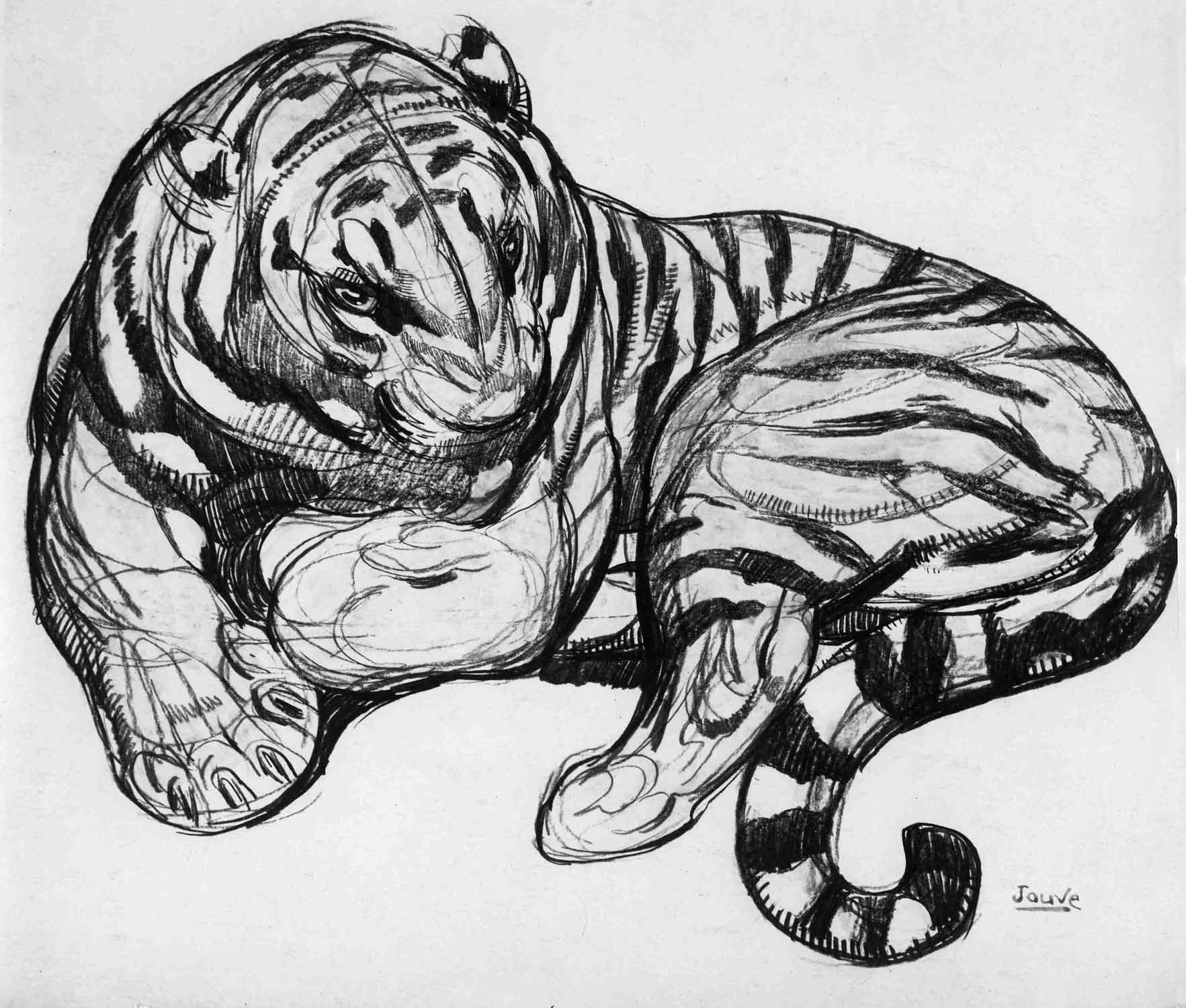 Тигр арт анатомия